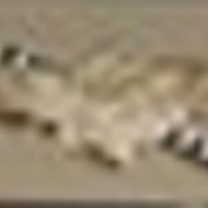 tailhookclip_thumbnail.jpg
